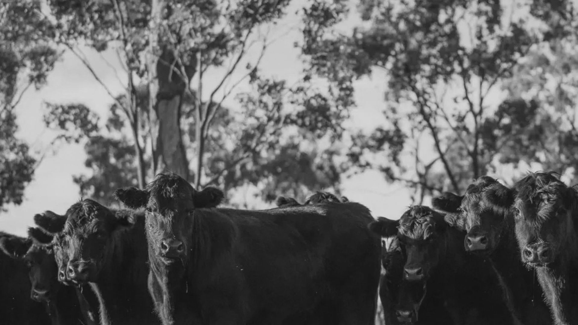 Stockyard Australian beef cattle farm promotional case study